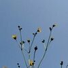 yellowbird_